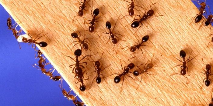 HOW CAN YOU GET RID OF AN ANT INFESTATION IN YOUR HOME